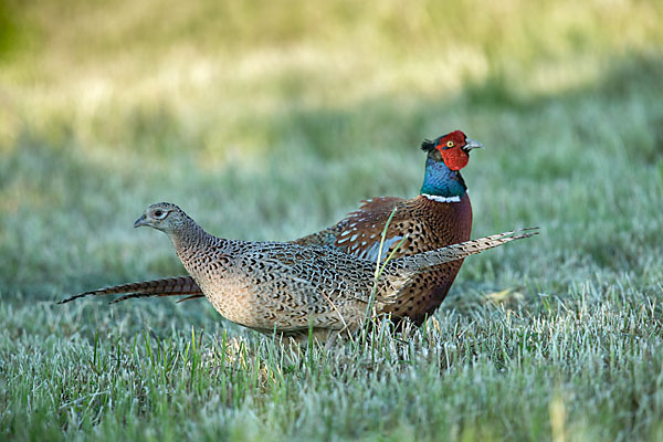 Fasan (Phasianus colchicus)