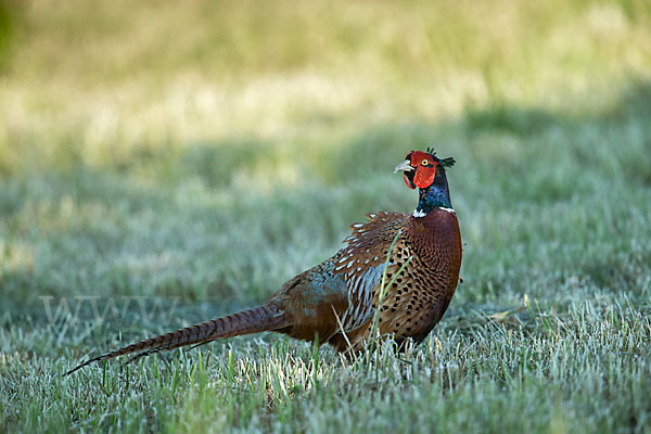 Fasan (Phasianus colchicus)