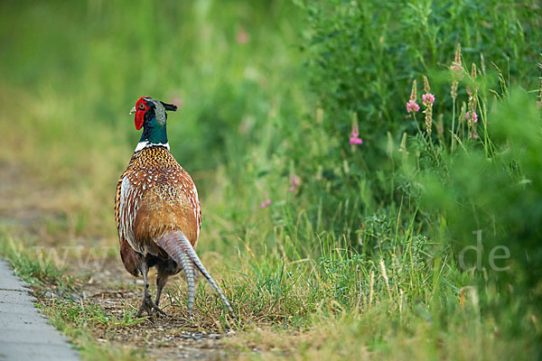 Fasan (Phasianus colchicus)