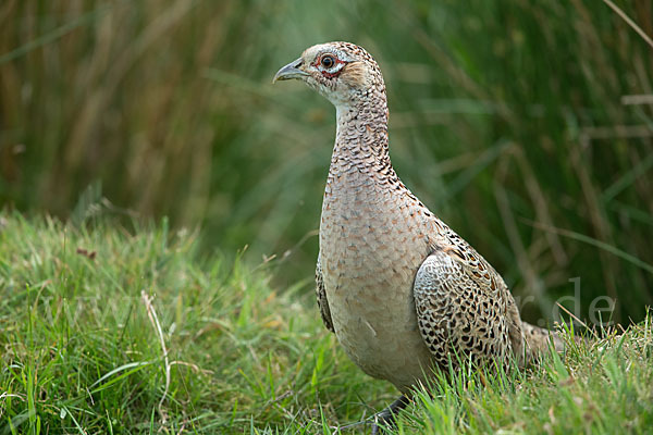 Fasan (Phasianus colchicus)