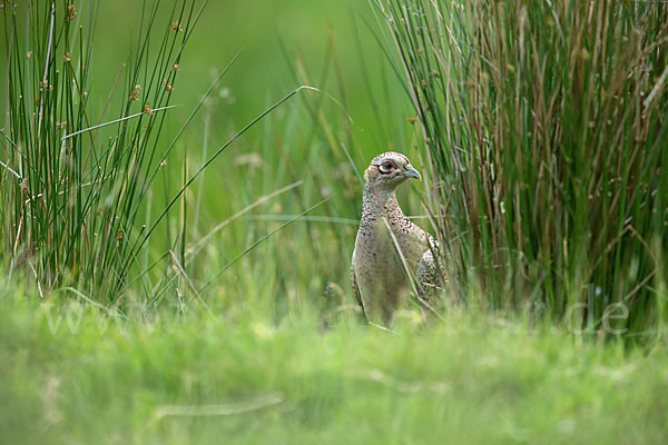 Fasan (Phasianus colchicus)