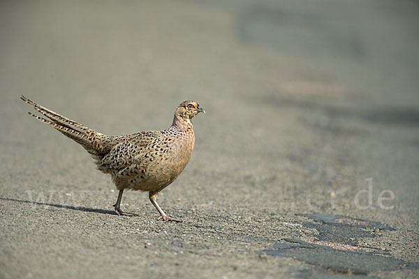 Fasan (Phasianus colchicus)