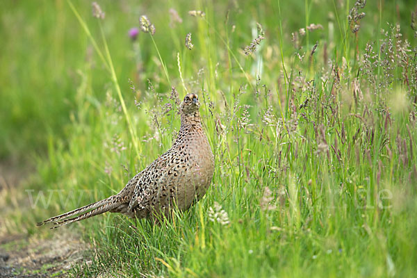 Fasan (Phasianus colchicus)