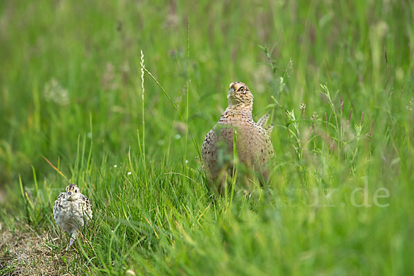 Fasan (Phasianus colchicus)