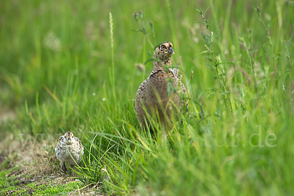 Fasan (Phasianus colchicus)