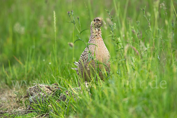 Fasan (Phasianus colchicus)