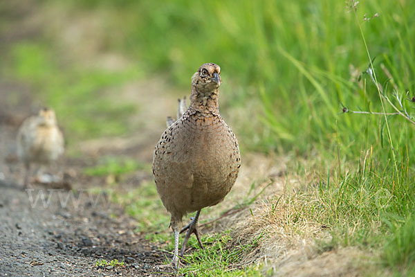 Fasan (Phasianus colchicus)