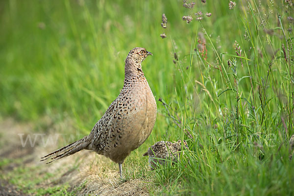 Fasan (Phasianus colchicus)