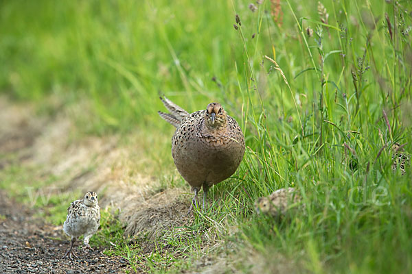 Fasan (Phasianus colchicus)