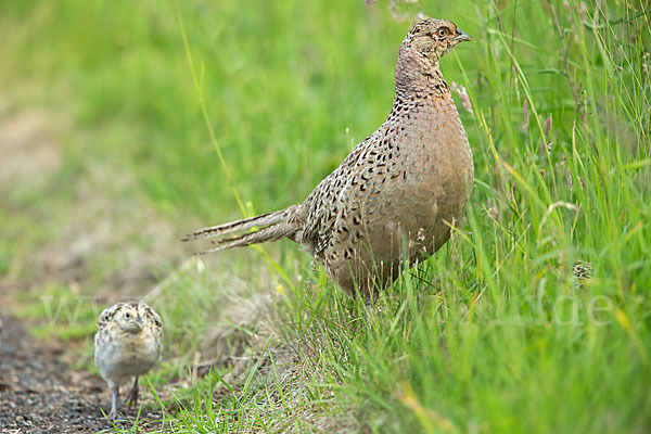 Fasan (Phasianus colchicus)