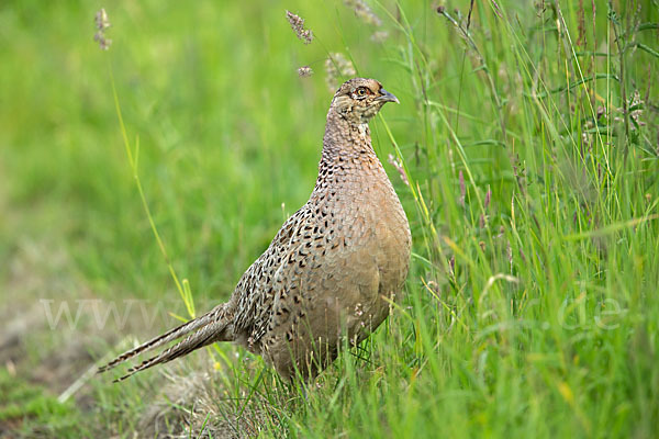 Fasan (Phasianus colchicus)