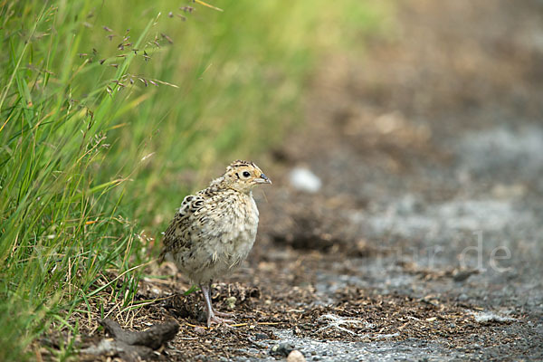 Fasan (Phasianus colchicus)