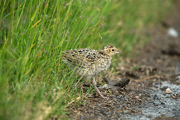 Fasan (Phasianus colchicus)