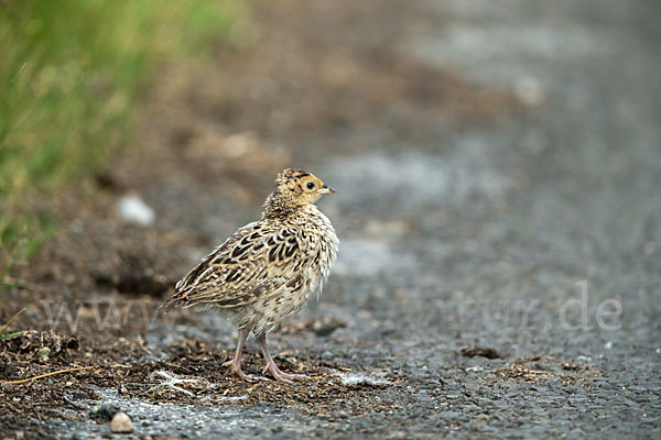 Fasan (Phasianus colchicus)