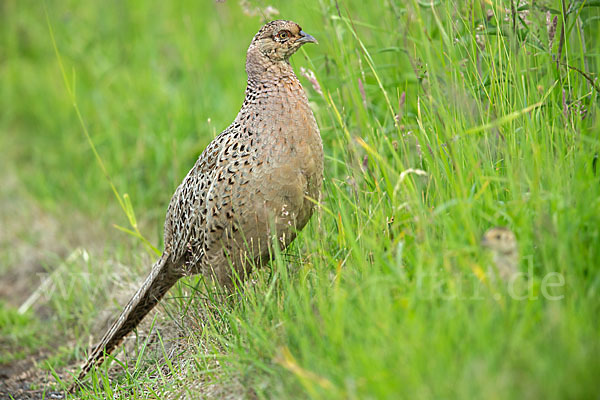 Fasan (Phasianus colchicus)