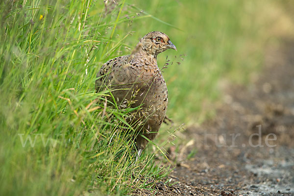 Fasan (Phasianus colchicus)