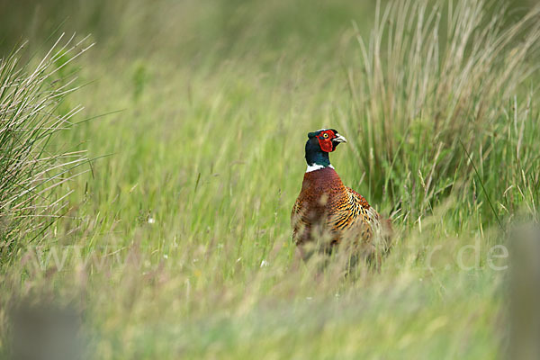 Fasan (Phasianus colchicus)