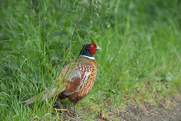 Fasan (Phasianus colchicus)