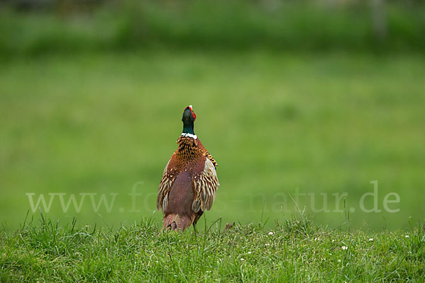 Fasan (Phasianus colchicus)