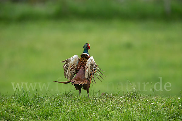 Fasan (Phasianus colchicus)