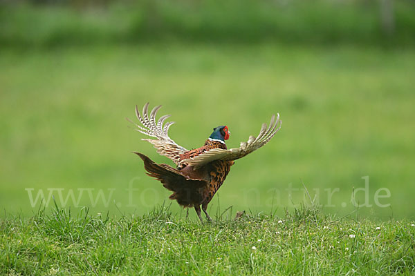 Fasan (Phasianus colchicus)