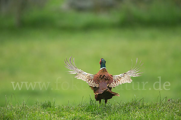 Fasan (Phasianus colchicus)