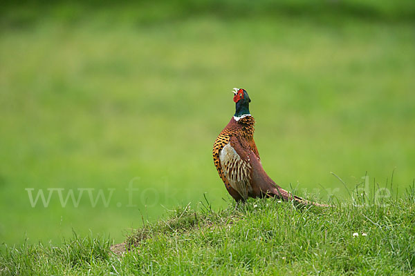 Fasan (Phasianus colchicus)