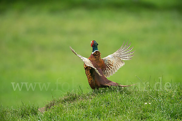 Fasan (Phasianus colchicus)