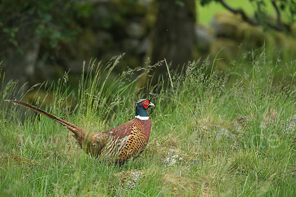 Fasan (Phasianus colchicus)