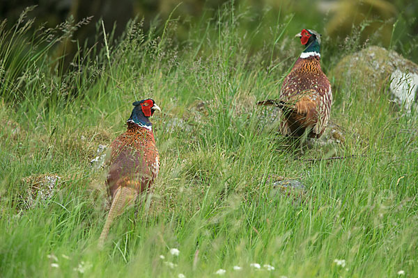 Fasan (Phasianus colchicus)