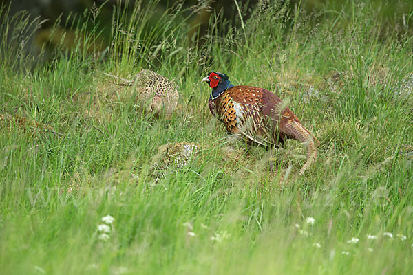 Fasan (Phasianus colchicus)