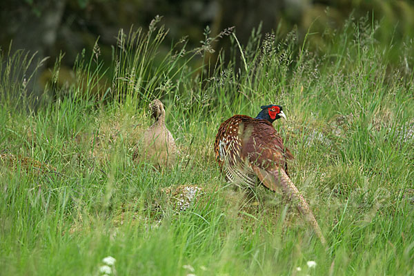 Fasan (Phasianus colchicus)