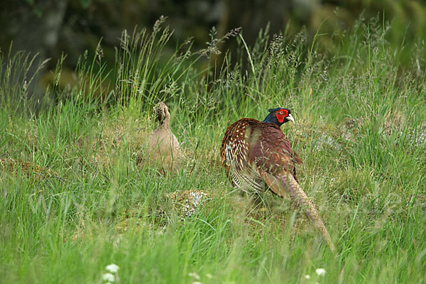 Fasan (Phasianus colchicus)