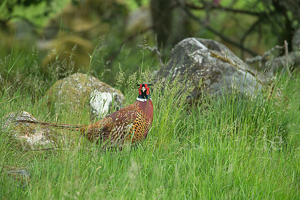 Fasan (Phasianus colchicus)