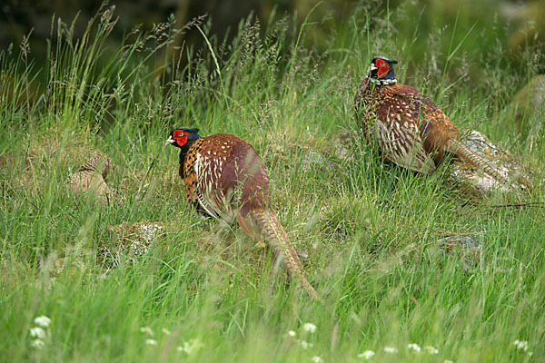 Fasan (Phasianus colchicus)