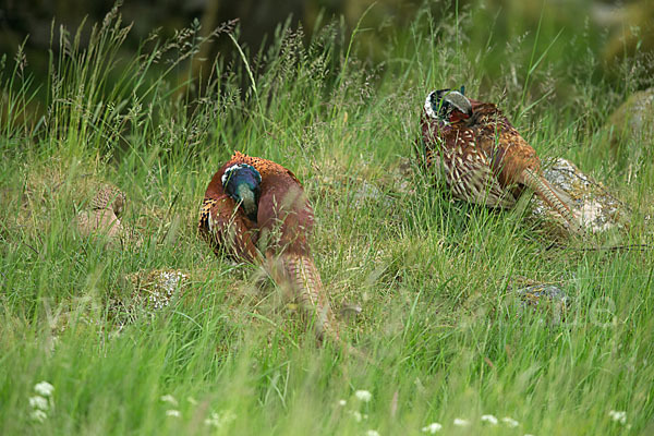 Fasan (Phasianus colchicus)