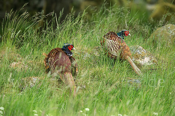 Fasan (Phasianus colchicus)