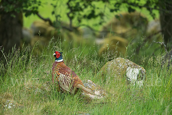 Fasan (Phasianus colchicus)