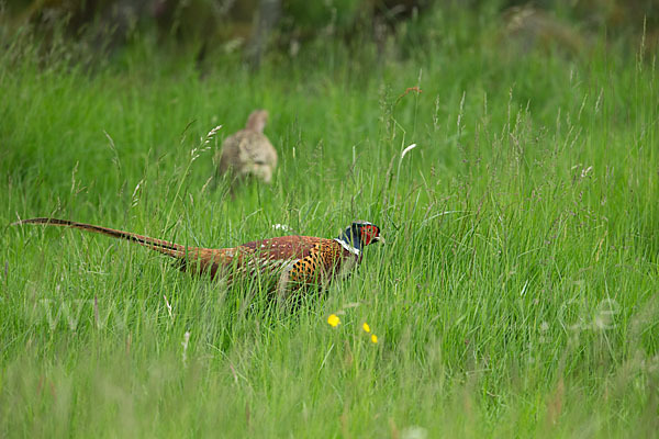 Fasan (Phasianus colchicus)