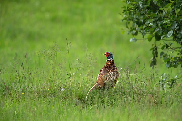 Fasan (Phasianus colchicus)