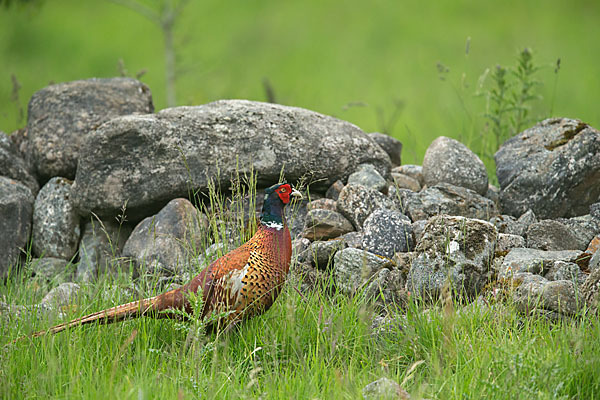 Fasan (Phasianus colchicus)