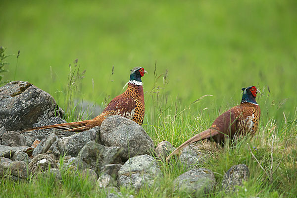 Fasan (Phasianus colchicus)