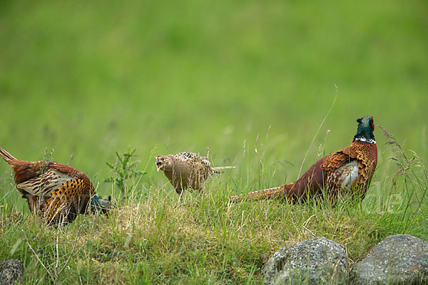 Fasan (Phasianus colchicus)