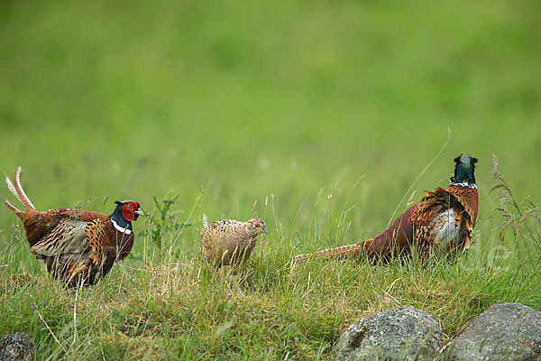 Fasan (Phasianus colchicus)