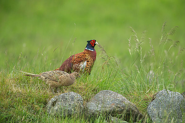 Fasan (Phasianus colchicus)