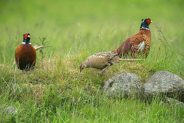 Fasan (Phasianus colchicus)