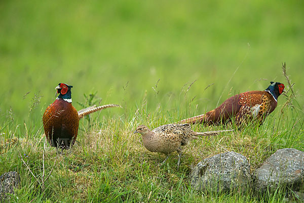 Fasan (Phasianus colchicus)