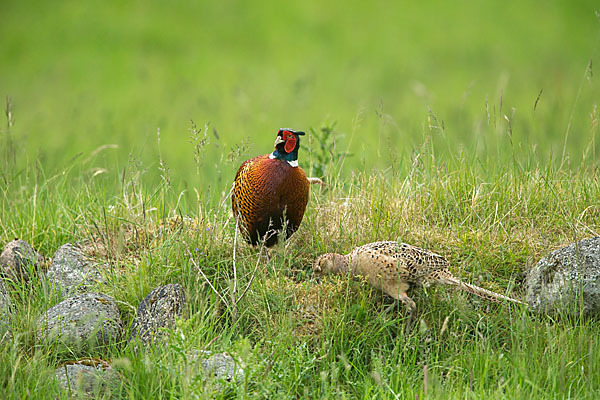 Fasan (Phasianus colchicus)