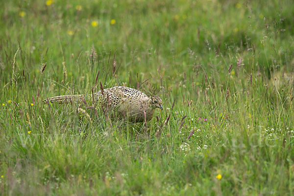 Fasan (Phasianus colchicus)