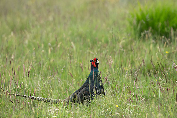 Fasan (Phasianus colchicus)